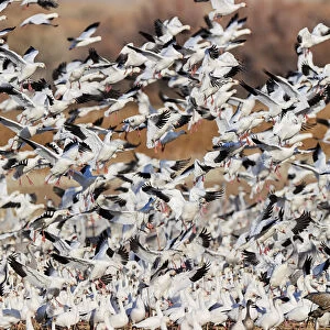 Snow geese flying. Bosque del Apache National Wildlife Refuge, New Mexico