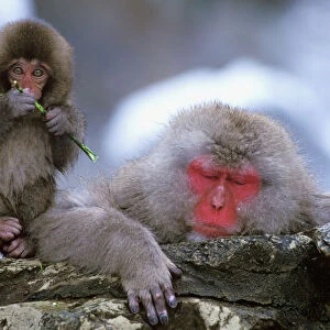 Snow Monkey Mother & Child, Jigokudani, Nagano, Japan