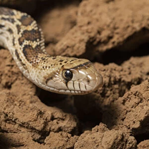 Gopher Snake Collection: Related Images