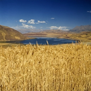 South America, Peru, Urubamba Valley. A shimmering field of barley grows in Urubamba Valley