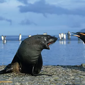 Otariidae Collection: Antarctic Fur Seal