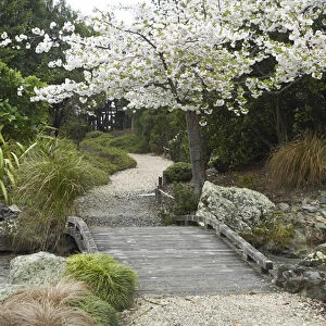 Spring Blossom, Miyazu Japanese Garden, Nelson, South Island, New Zealand