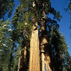 Stand of giant sequoia trees, Sequoia and Kings Canyon National Park, California