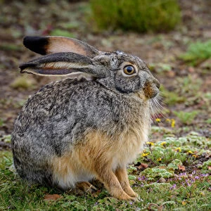 Starcks Hare (Lepus starcki). Bale Mountains National Park. Ethiopia