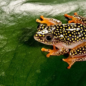 Starry Night Reed Frog - Heterixalus alboguttatus - Native to Madagascar Habitat