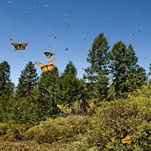 Swarm of Monarch Butterflies in flight and in meadow, El Rosario Monarch Butterfly Reserve