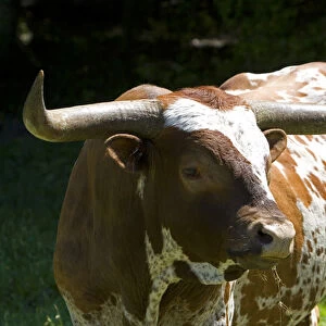 Texas longhorn bull in Washington County, Texas