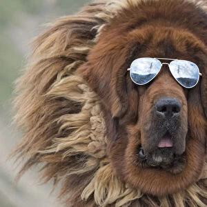 Tibetan Mastiff wearing sun glasses, Tibet, China