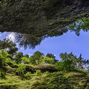 Upward view from bottom of Oneonta Gorge, Columbia River Gorge National Scenic Area, Oregon