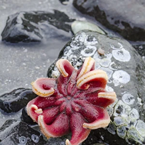 USA, Alaska. Rose sea star exposed on rocks at low tide