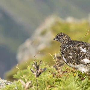 USA, Alaska, Tongass National Forest. Rock ptarmigan in summer plumage. Credit as