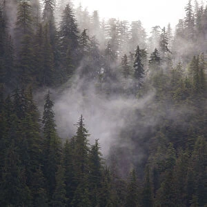 Usa, Alaska. Wisps of fog dance among trees in this Alaska rainforest scene on Admiralty Island