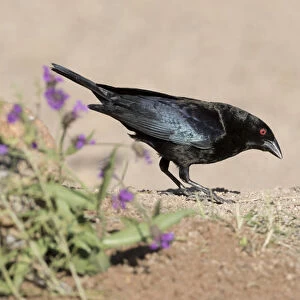 USA, Arizona, Amado. Male bronzed Cowbird