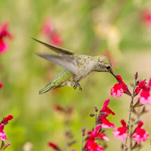 USA, Arizona, Desert Botanic Garden. Feeding hummingbird