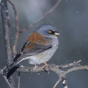 USA, Arizona, Madera Canyon. Yellow-eyed junco perched on branch in snowstorm