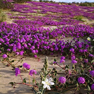 USA; California; A Desert Lily and Sand Verbena Wildflowers in Anza Borrego Desert
