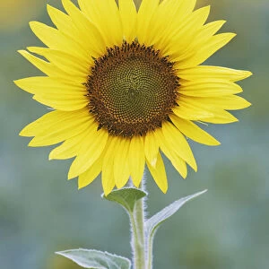 USA, California, Napa Valley. Close-up of sunflower