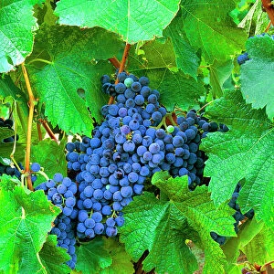 USA, California, Napa Valley, wine country, cabernet grapes on the vine
