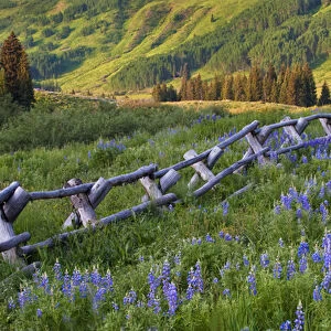 USA, Colorado, Crested Butte. Split rail fence in a mountain valley