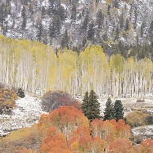 USA, Colorado, Uncompahgre National Forest. Aspen and spruce trees after autumn snowstorm