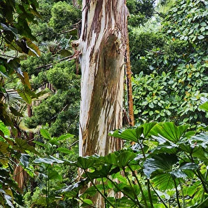USA; Hawaii; Oahu; Rainbow eucalyptus Tree growing in forest