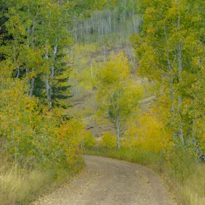 USA, Idaho, Highway 36 west of Liberty dirt road and Aspens in autumn