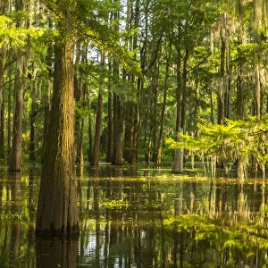 USA, Louisiana, Atchafalaya National Heritage Area. Tupelo trees in swamp. Credit as