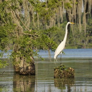 USA, Louisiana, Lake Martin. Great egret on stump