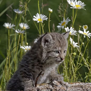 USA, Montana. Baby bobcat close-up. Credit as: Dennis Flaherty / Jaynes Gallery /