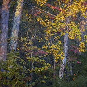 USA, New Jersey, Pine Barrens National Preserve. Autumn colors in forest