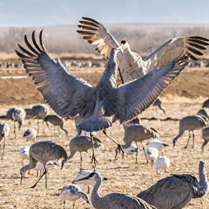 USA, New Mexico, Bernardo Wildlife Management Area. Sandhill cranes dancing in courtship behavior