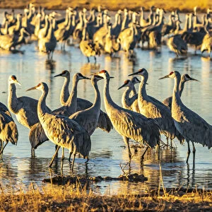 USA, New Mexico, Bernardo Wildlife Management Area. Sandhill cranes at dawn in pond