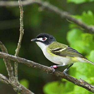 Vireos And Relatives Collection: Related Images