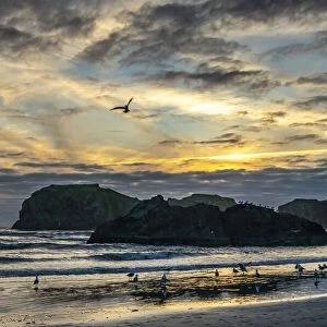 USA, Oregon, Bandon Beach. Pacific Ocean sea stacks and birds at sunset