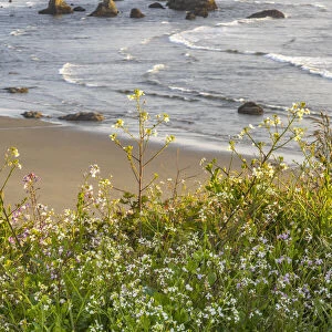 USA, Oregon, Bandon Beach. Sea stack on ocean shore and blooming flowers