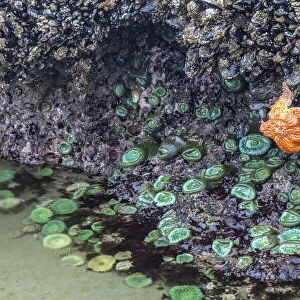 USA, Oregon, Bandon Beach. Sea star and anemones exposed at low tide
