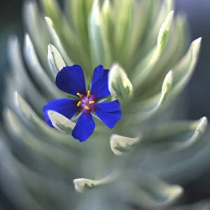 USA, Oregon, Portland, Close-up of blue pimpernel bloom caught on euphorbia plant