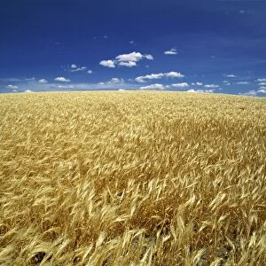 USA, Oregon. Ripe wheat blows in the summer sun on the high plateau in eastern Oregon