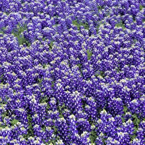 USA, Texas, Llano. Bluebonnets, the Texas state flower, carpet the Llano area of Texas