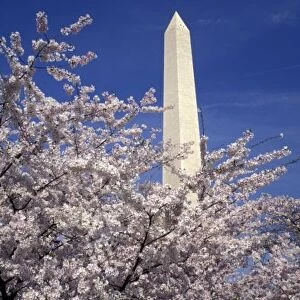 USA, Washington DC. Cherry Blossom Festival (3, 000 cherry trees donated by Tokyo in 1912)