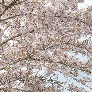 USA, Washington, Seabeck. Cherry tree blossoms