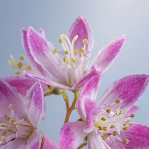 USA, Washington, Seabeck. Close-up of deutzia blossoms