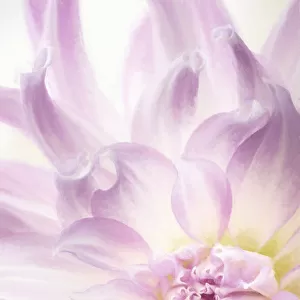 USA, Washington, Seabeck. Dahlia blossom close-up
