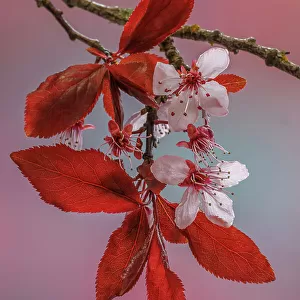 USA, Washington, Seabeck. Flowering plum tree in spring