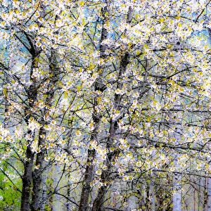 USA, Washington State, Fall City wild cherry springtime blooming