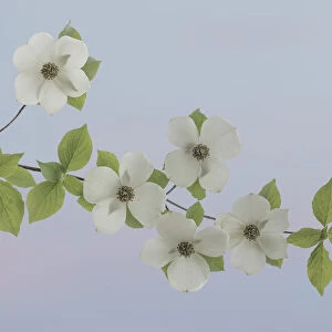 USA, Washington State, Gifford Pinchot National Forest. Pacific dogwood limbs and flowers