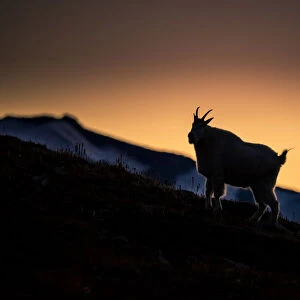 USA, Washington State, Mount Rainier National Park. Mountain goat silhouetted at sunset