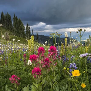 USA, Washington State, Mount Rainier National Park