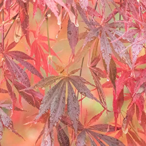 USA, Washington State, Pacific Northwest, Sammamish and red Japanese Maple leaves with dewdrops