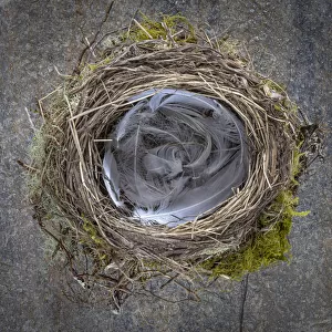 USA, Washington State, Seabeck. Close-up of bird nest padded with feathers